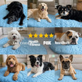 Kühlmatte für Hunde – mehr Frische und erholsame Ruhe